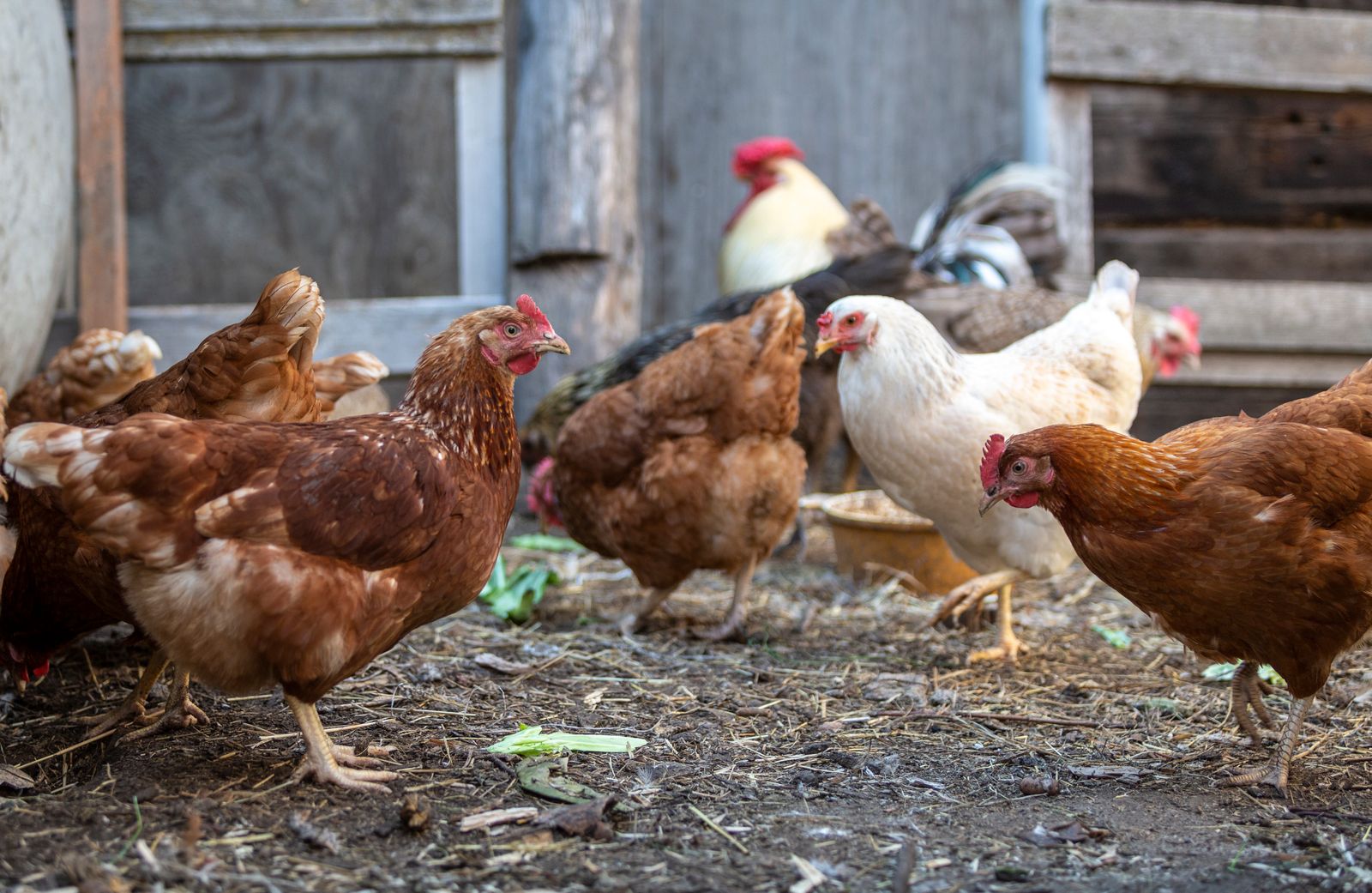Free-range chickens in a rustic outdoor yard
