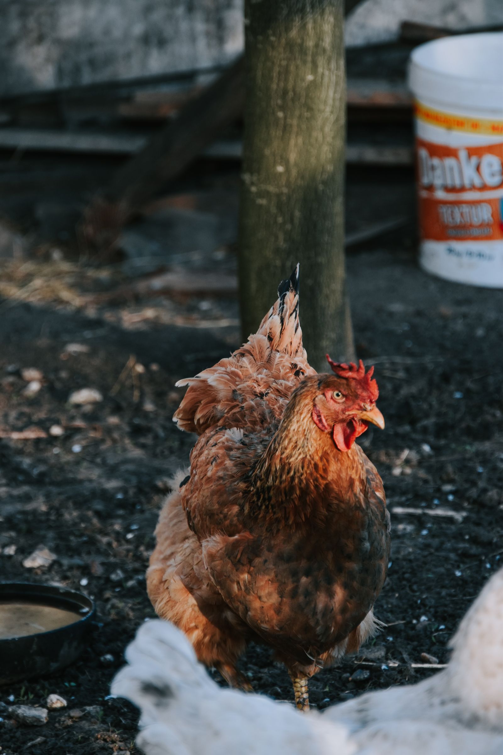 Close-up brown hen on a farm