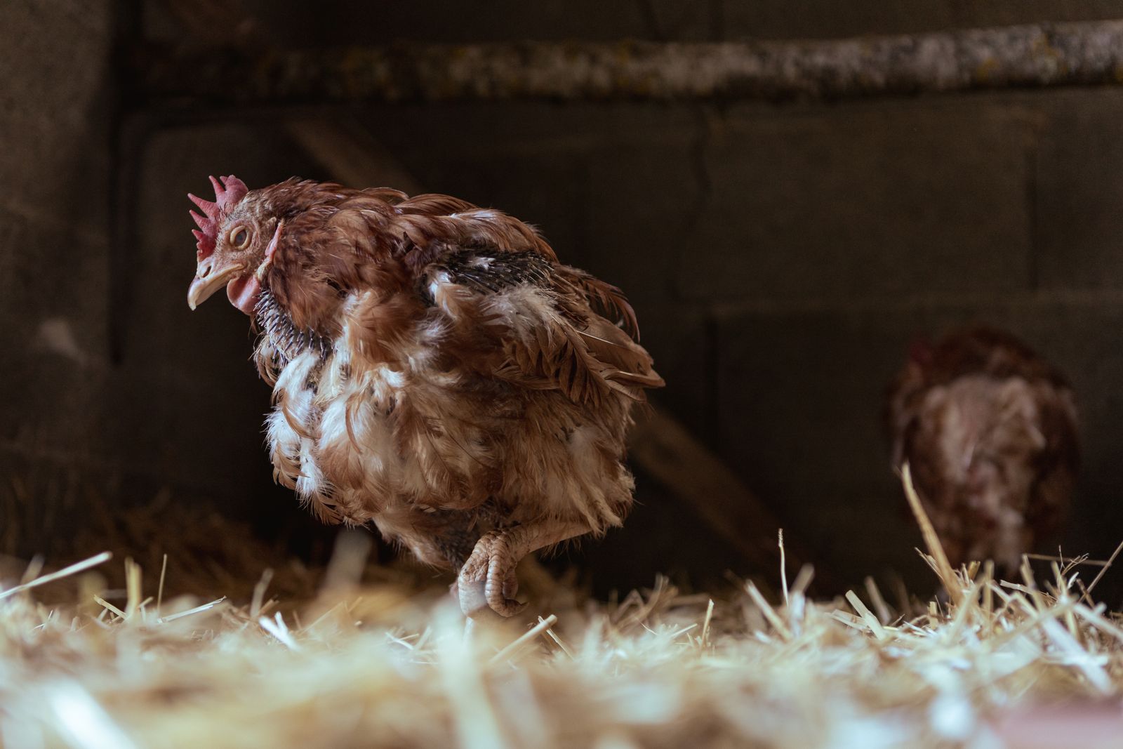 Hen standing on hay in a chicken coop