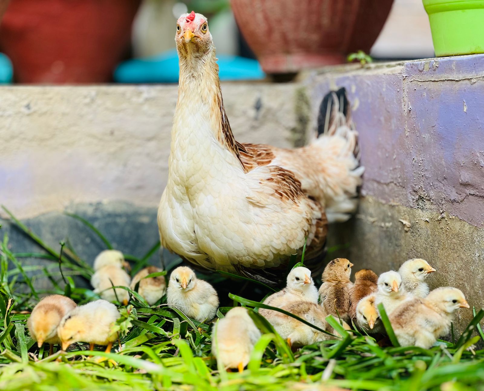 Hen with chicks exploring a farmyard