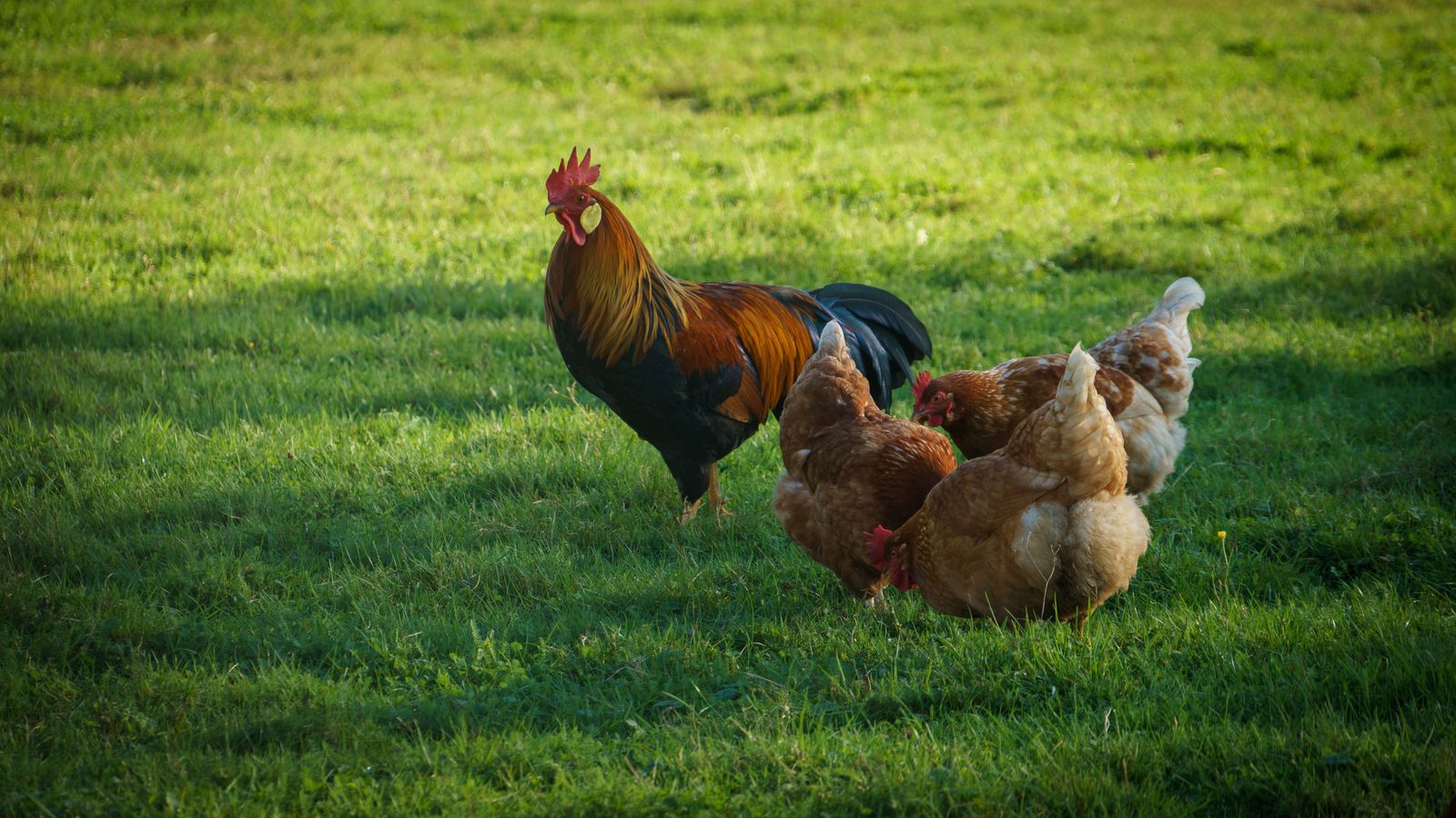 Free-range chickens grazing in a green pasture