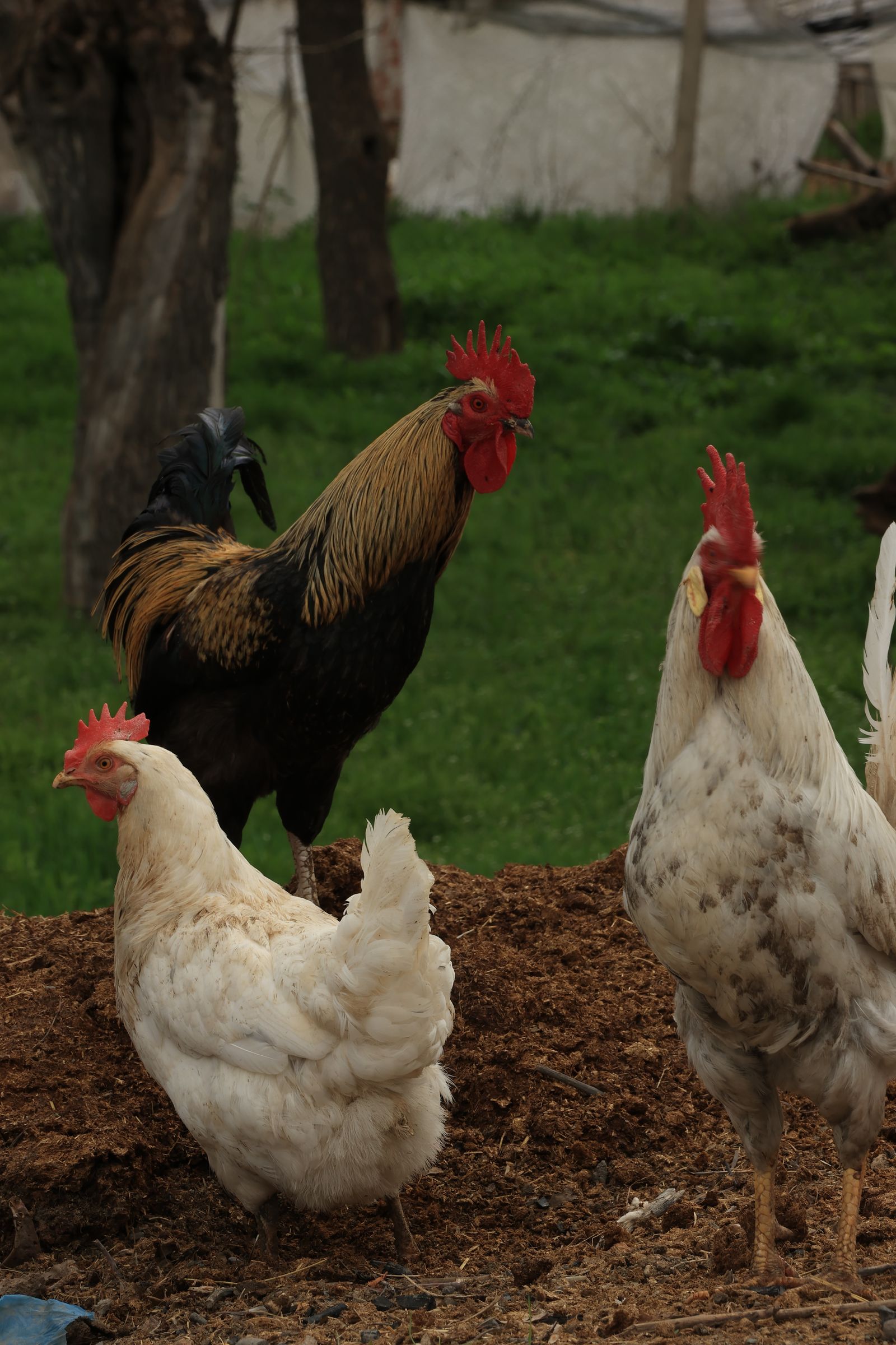 Chickens and rooster in a pasture