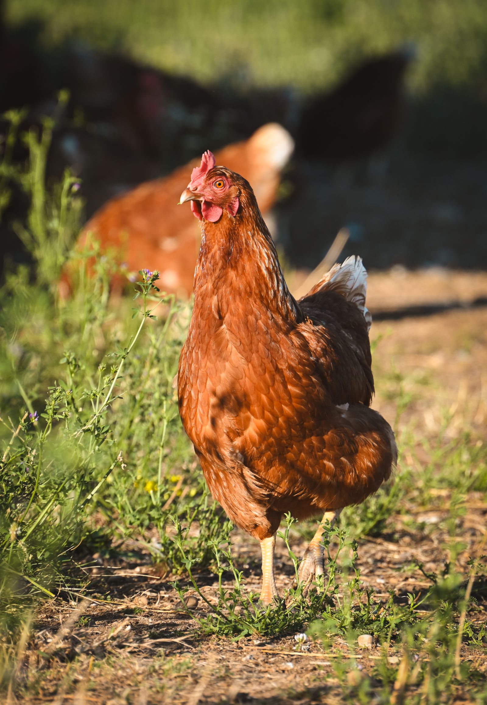 Free-range brown chicken in sunny grass