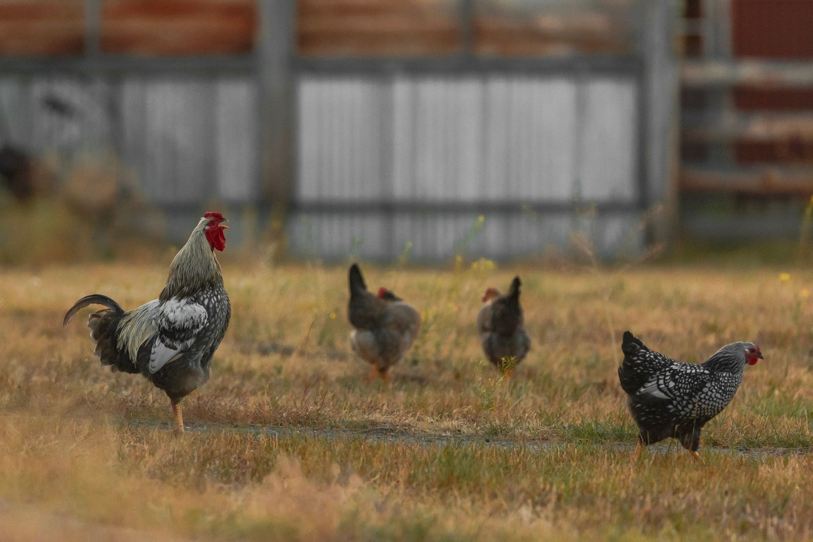 Free-range chickens grazing on a farm