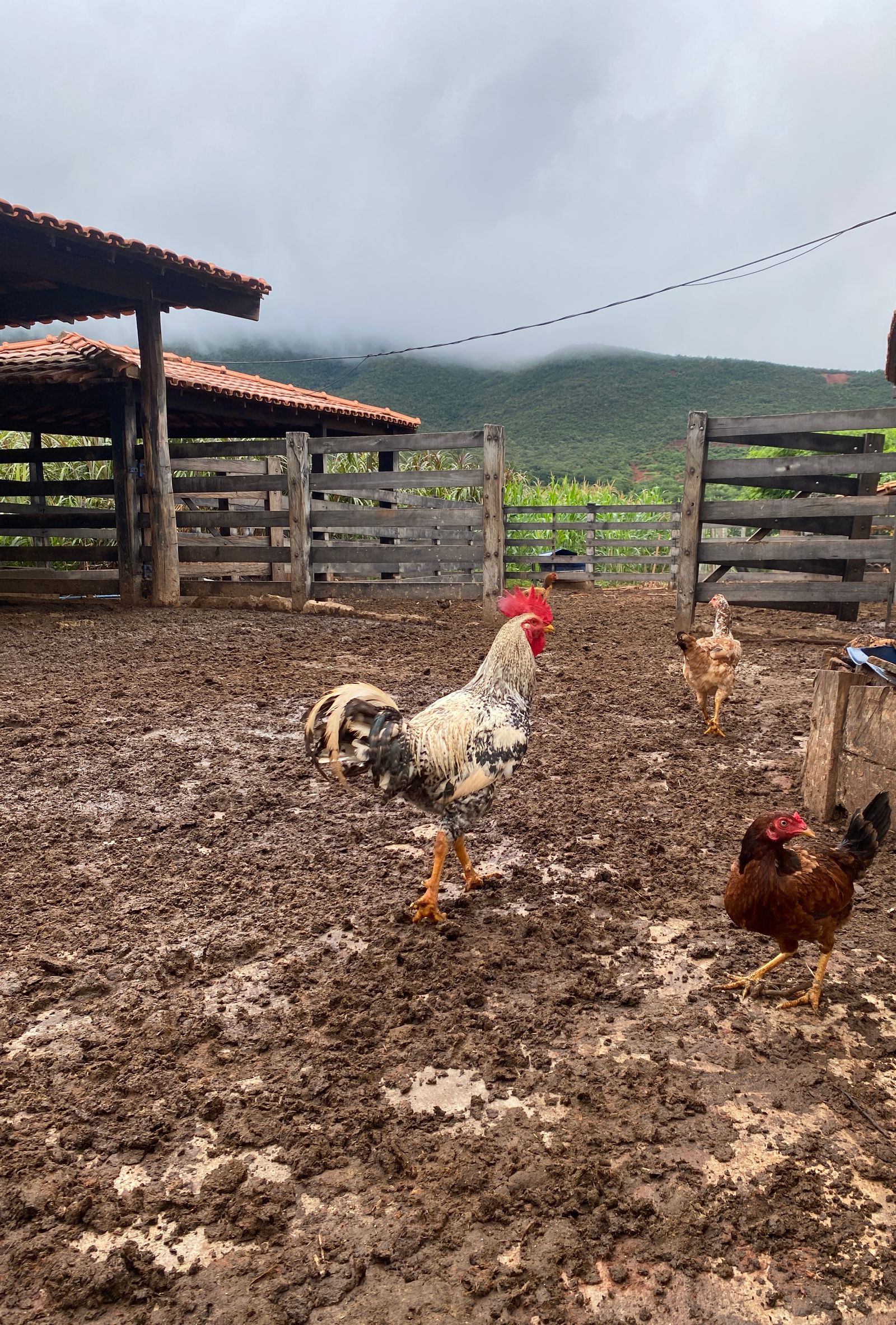 Roosters and hens in a misty countryside coop