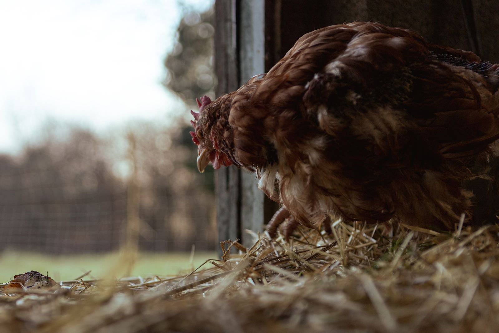 Close-up hen inside a sunlit chicken coop