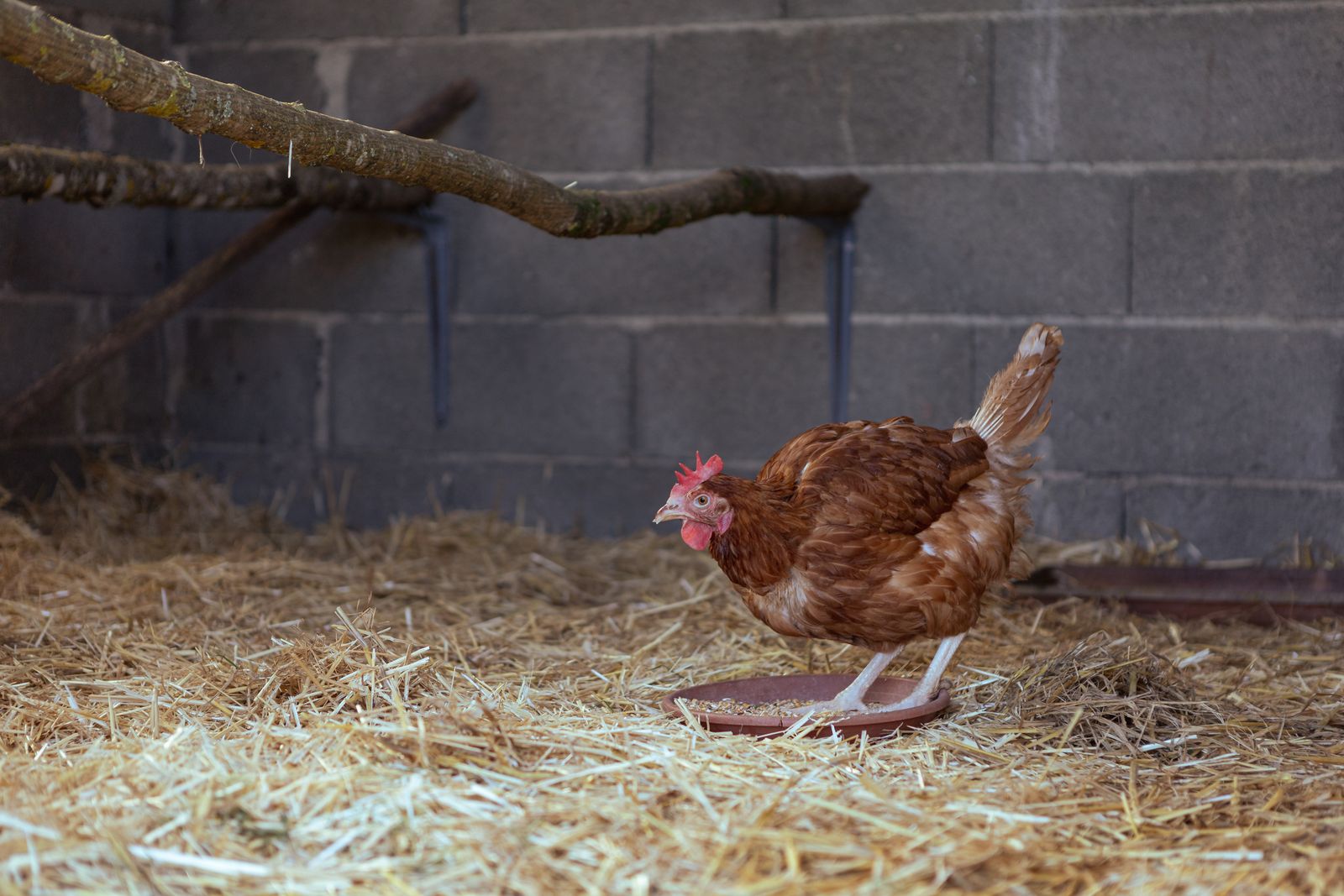 Hen inside a rustic coop