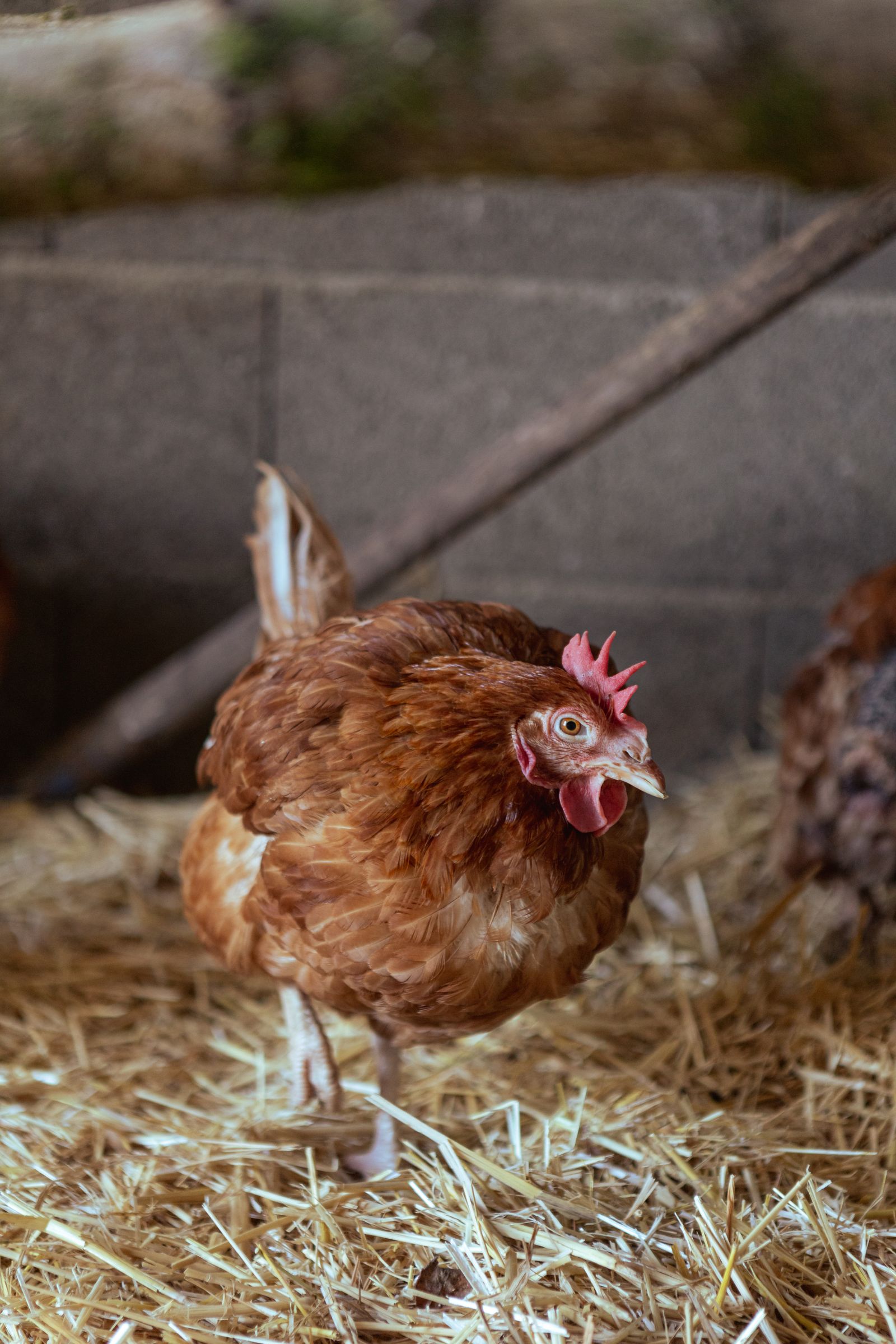 Hens inside a wooden chicken coop