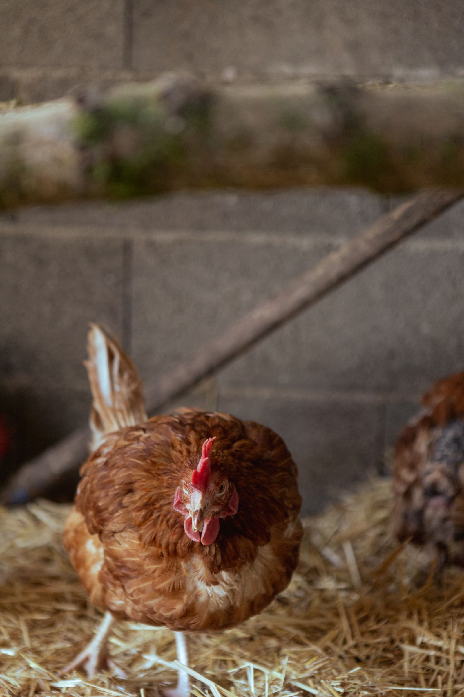 Rooster and hens in a farm coop