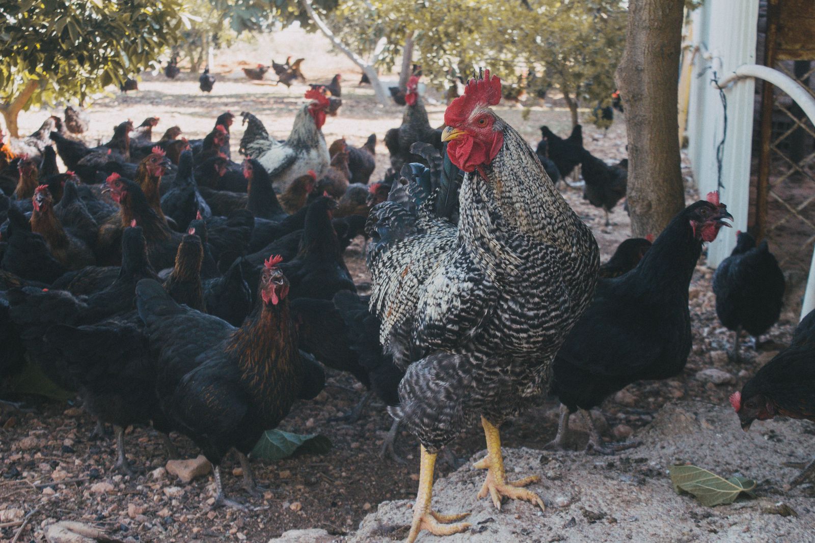 Chickens walking on a snowy farm