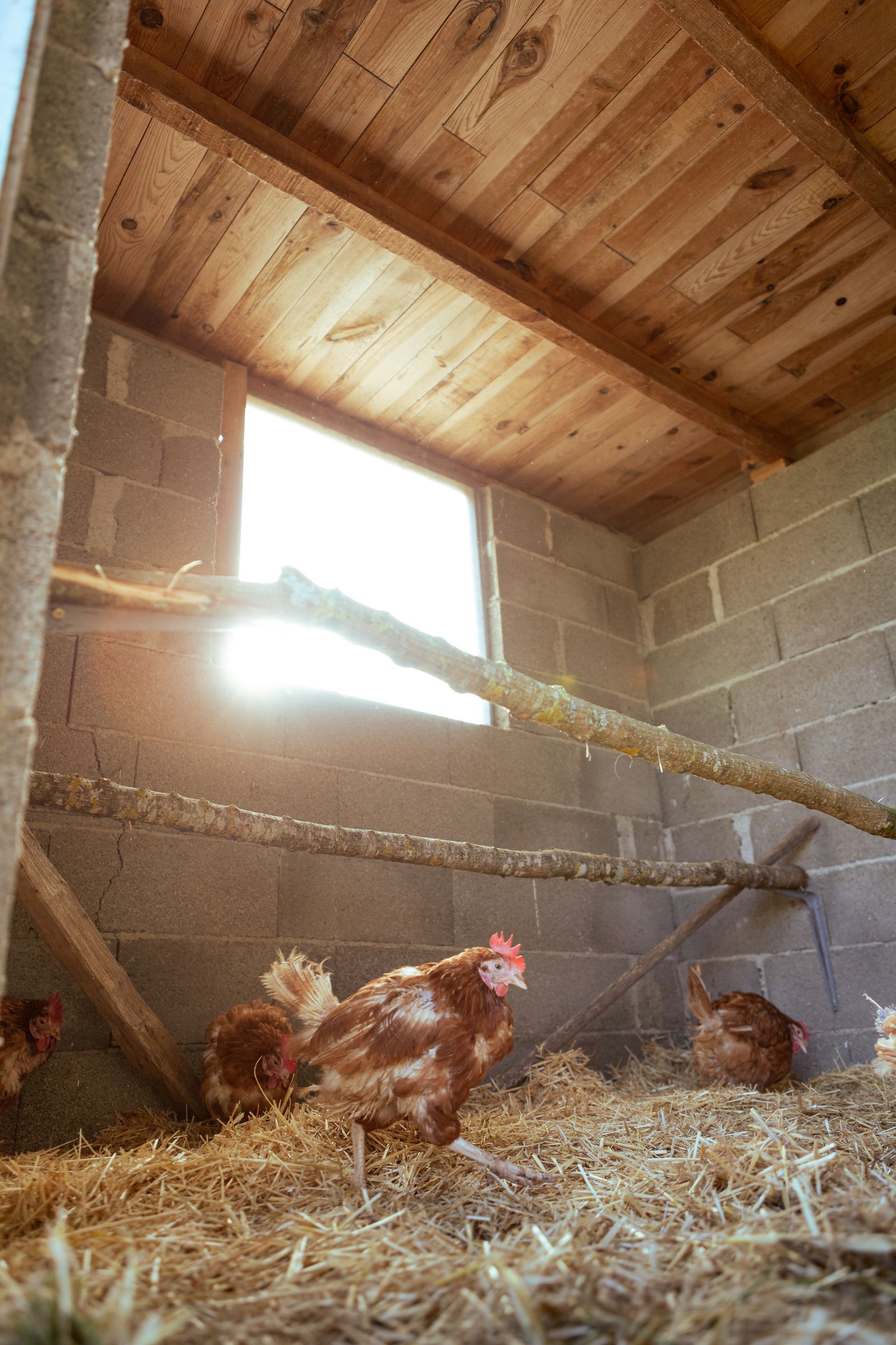 Hens inside a sunlit chicken coop