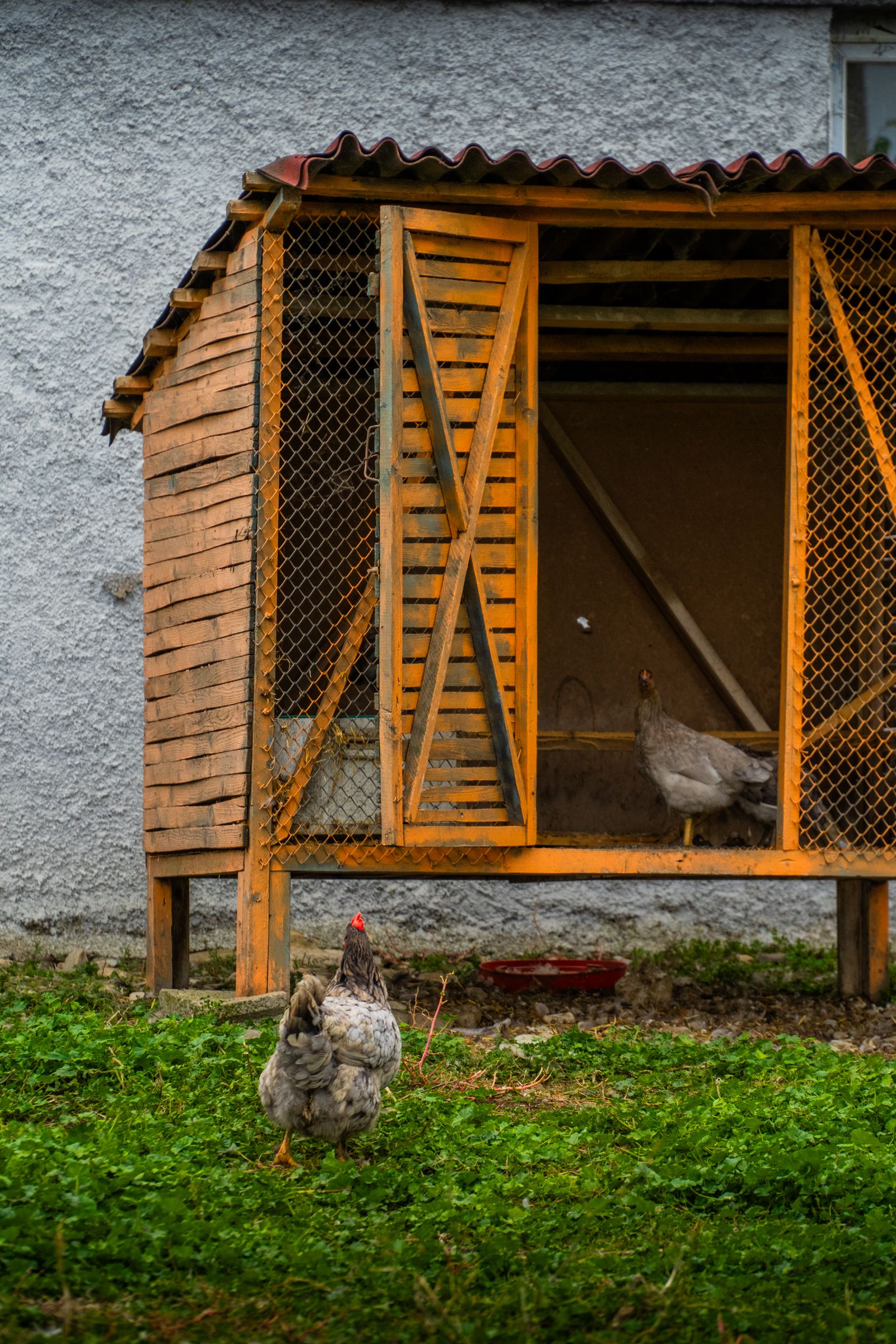 Rustic chicken coop with hens outside