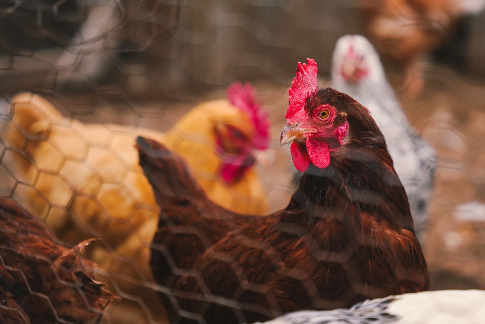 Hens gathered inside a coop