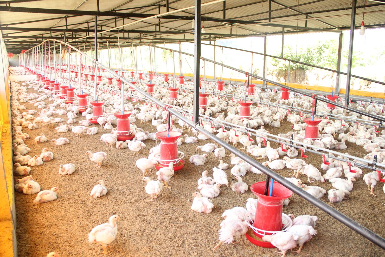 Chickens feeding in a bright coop