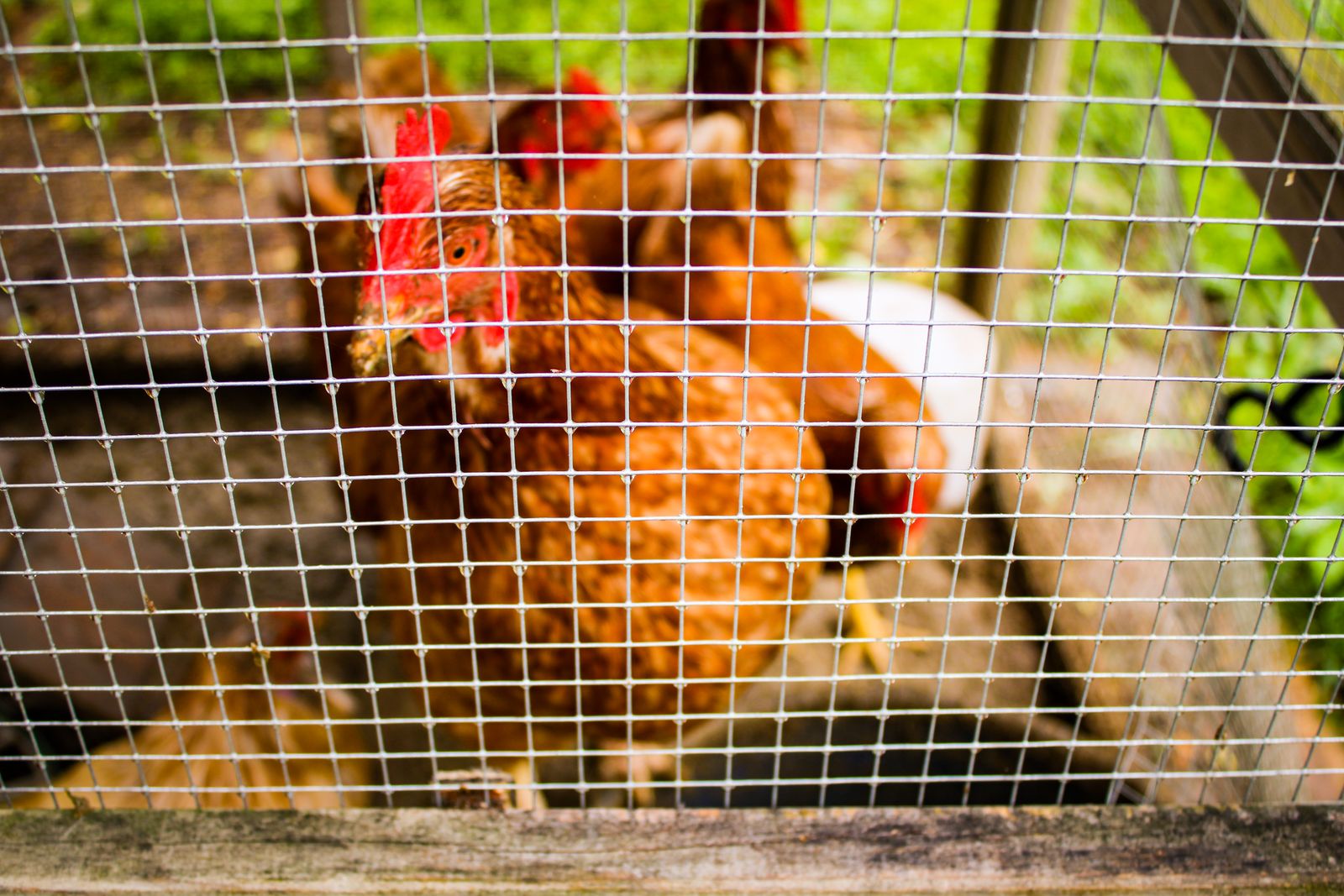 Hen near a nesting area