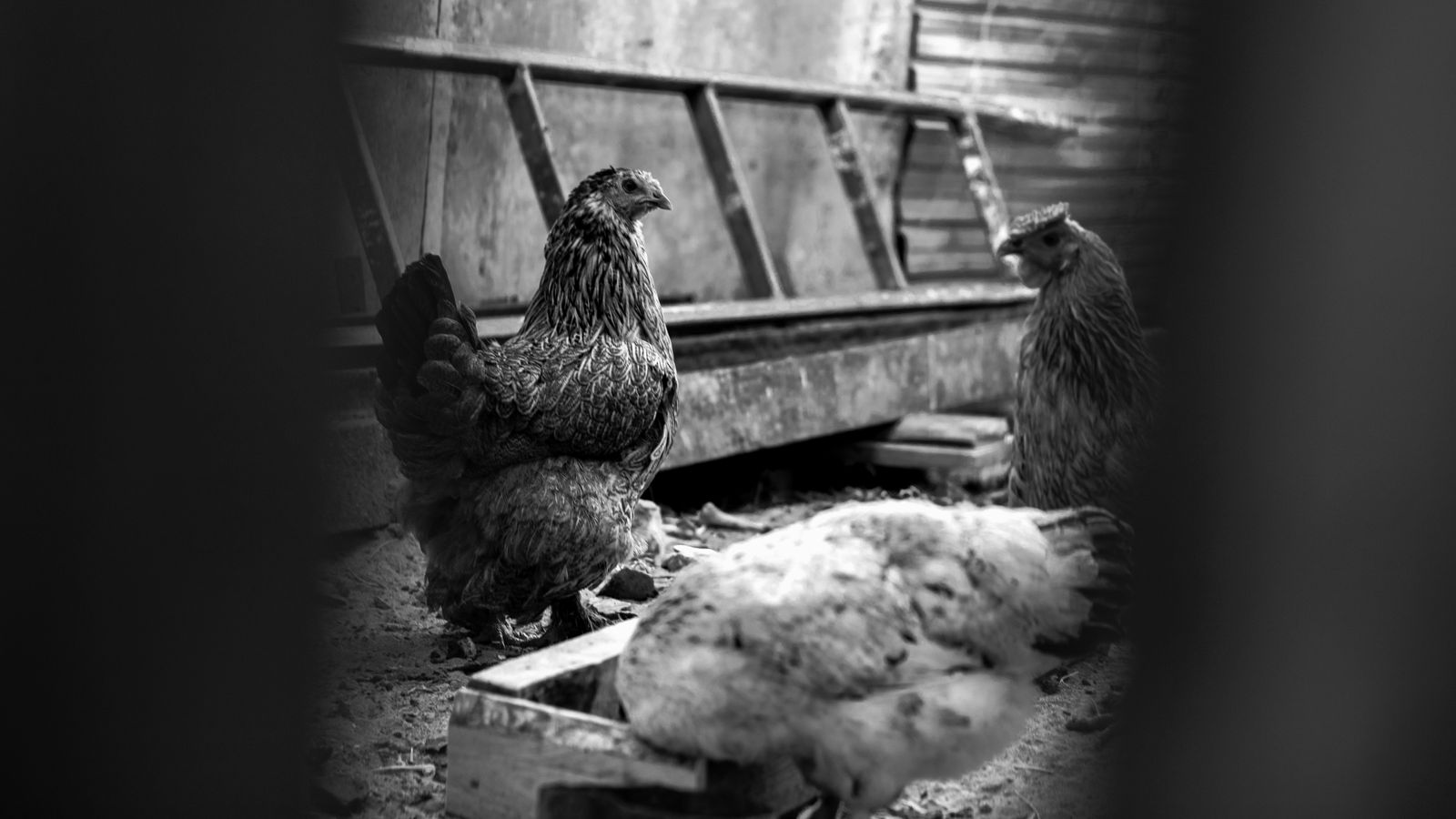 Hens inside a farm coop