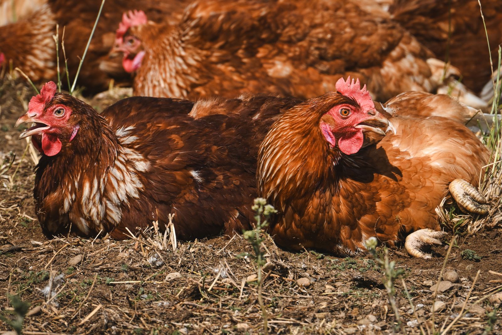 Free-range chickens relaxing outdoors