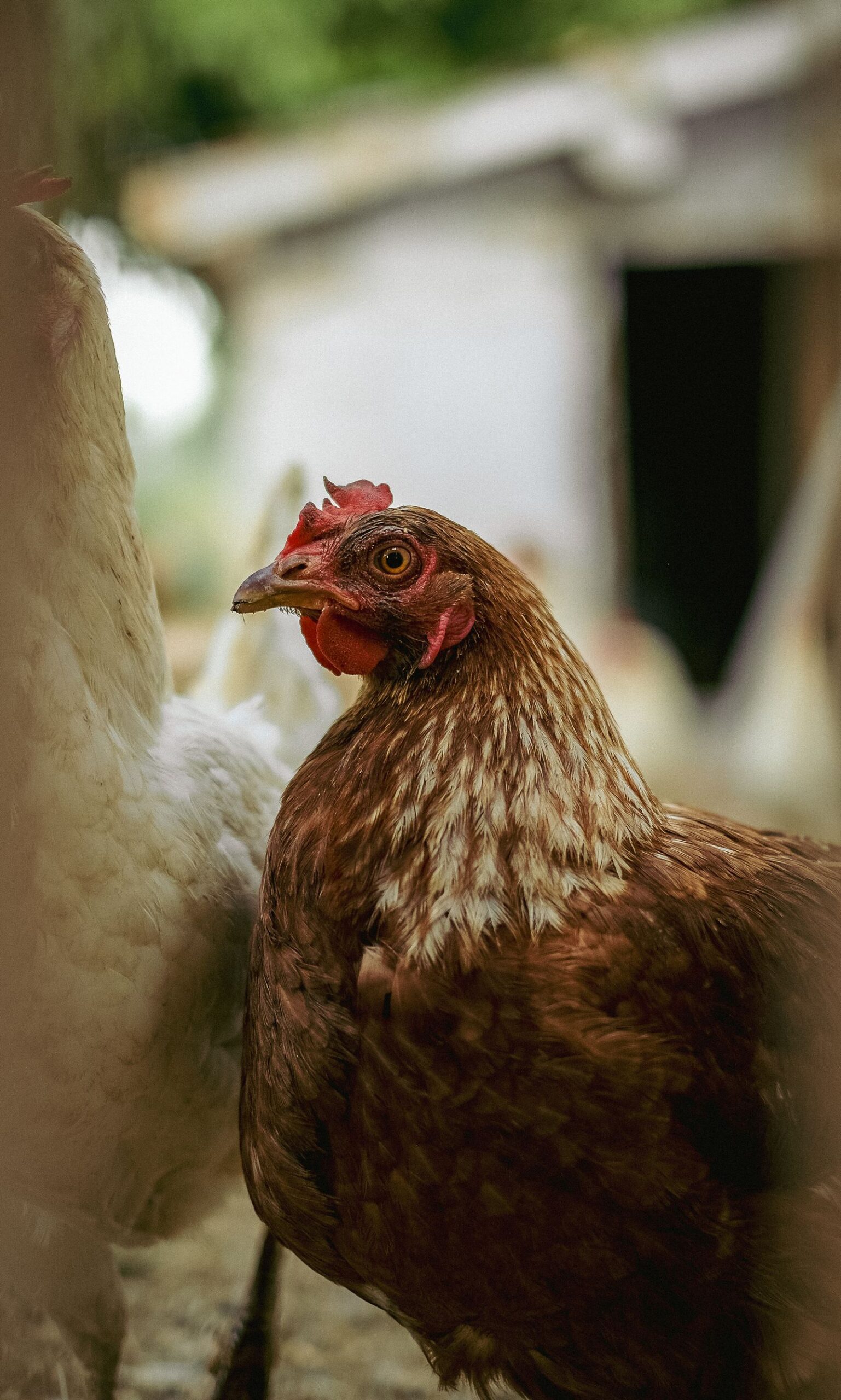 Close-up hen in a rustic farmyard