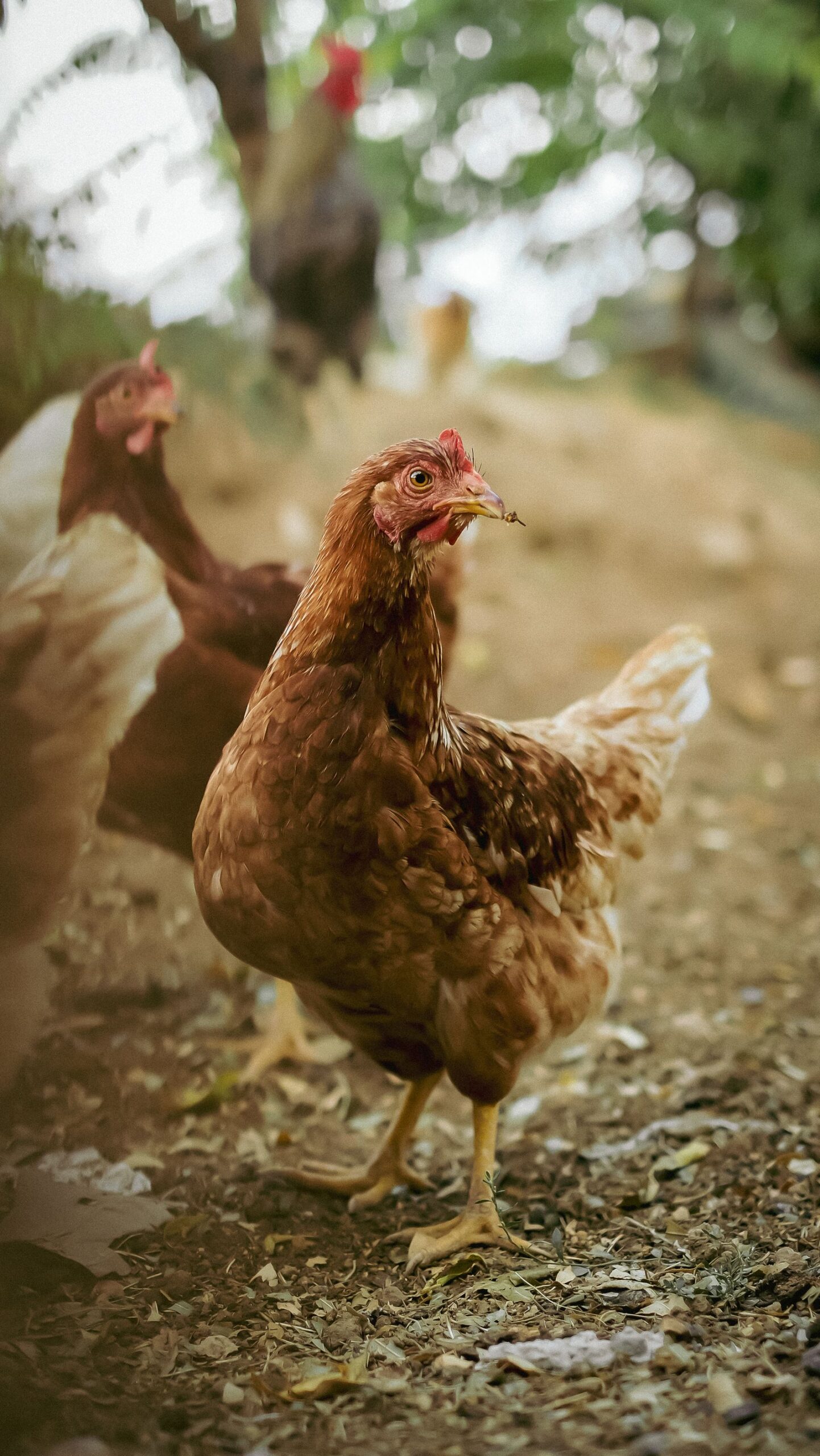 Free-range chickens on a farm