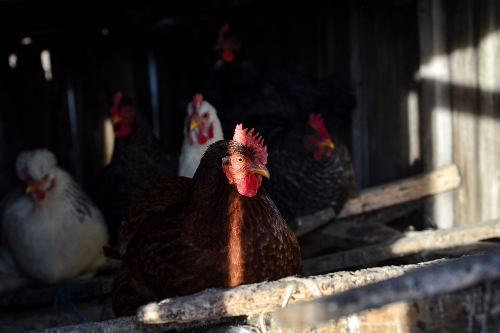 Hens in a rustic chicken coop